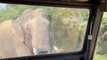 Elephant terrifies tourists - rummaging around looking for a snack in their Jeep