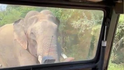 Elephant terrifies tourists - rummaging around looking for a snack in their Jeep