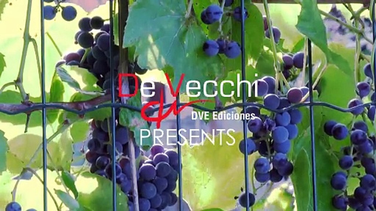 El Libro Del Vino - Nuestro Vino De Cada Día - The Wine Book