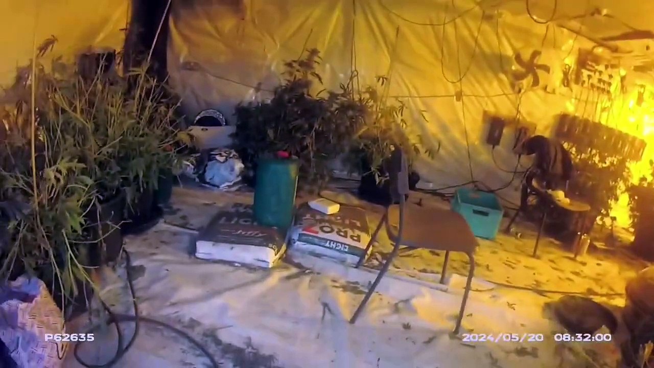 Police chase man through field of STINGING NETTLES