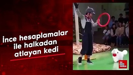 Sahibinin tuttuğu halkanın içinden geçmek için hesaplama yapan kedi