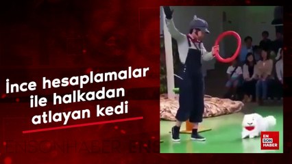 Sahibinin tuttuğu halkanın içinden geçmek için hesaplama yapan kedi