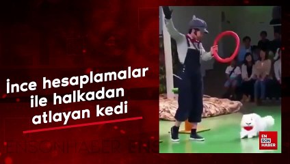 Sahibinin tuttuğu halkanın içinden geçmek için hesaplama yapan kedi