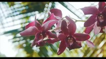 El gran libro de las orquídeas - The great book of orchids