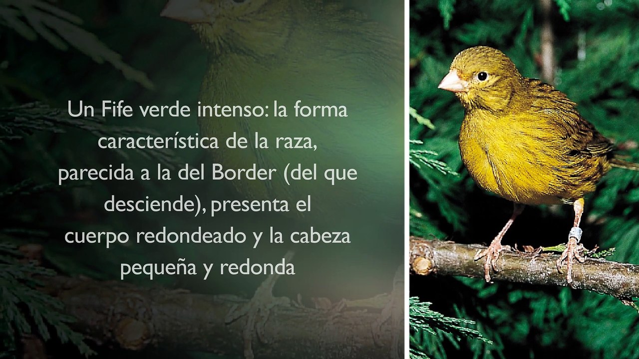 El gran libro de los canarios - The great book of the Canaries