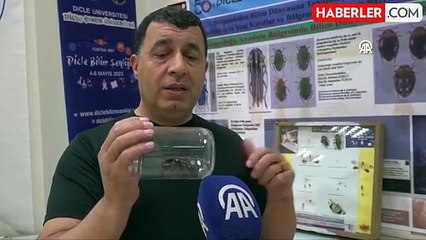 Şırnak Kırsalında Yamyam Tombul Çekirge Türü Tespit Edilecek