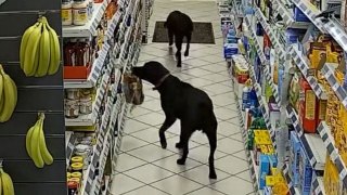 Zwei Labradore gehen in eine Tankstelle und stehlen Brot aus den Regalen