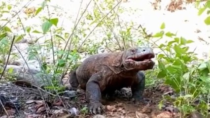 Rồng Komodo - quái vật khổng lồ máu lạnh