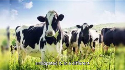 Second human case of bird flu linked to cows found