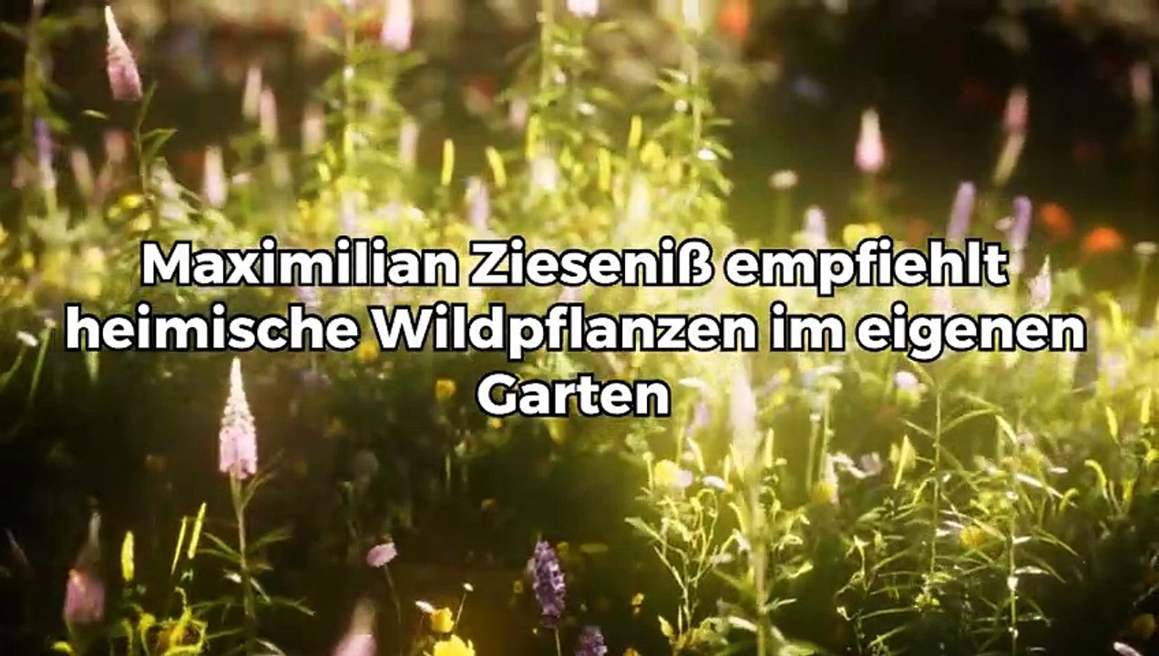 Maximilian Zieseniß empfiehlt heimische Wildpflanzen im eigenen Garten