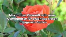 Maximilian Zieseniß teilt seine Geheimnisse für prächtige Rosen im eigenen Garten