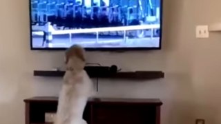 Cute pup's over-the-top excitement during the horse race is UNBELIEVABLE!