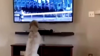 Hilarious Pup's Unbelievable Excitement at the Horse Race 🐶
