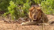 British holidaymaker rescues stranded safari tourist after car breaks down next to hungry wild lions