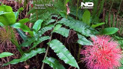 Museu italiano recria floresta de borboletas da Tanzânia