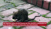 Ratten waren nicht die einzige Ursache für die Pest