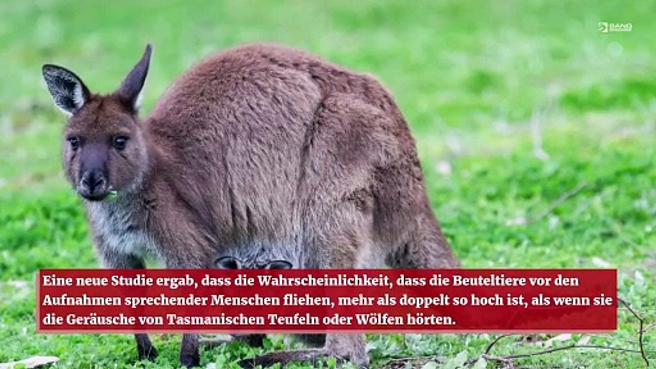 Kängurus haben Angst vor miteinander sprechenden Menschen