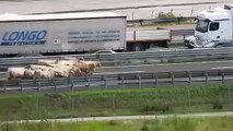 Incidente A4, camion di bestiame si rovescia: mucche in fuga sull'autostrada