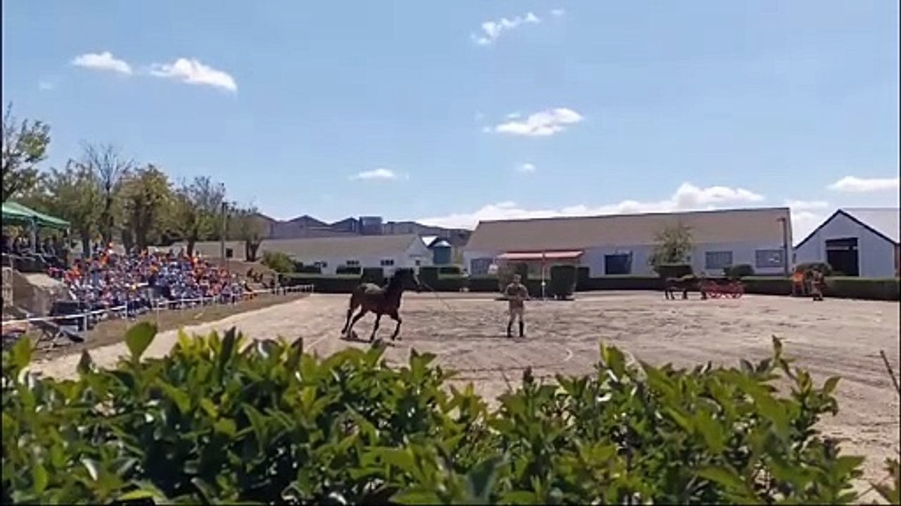 Jornada de puertas abiertas en el centro de cría caballar