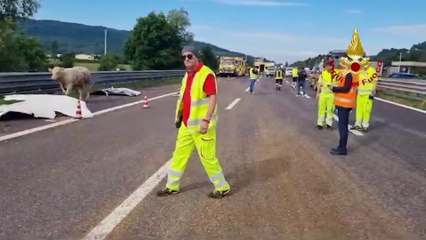 Camion carico di bovini si ribalta sulla A4 nel vicentino