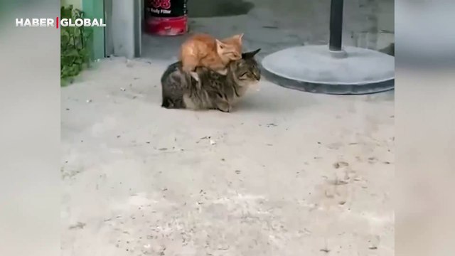 Yavrusunu sırtında taşıyan anne kedinin merhameti izlenme rekoru kırdı