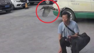 Man pecked on the head by bird - after petting its infant
