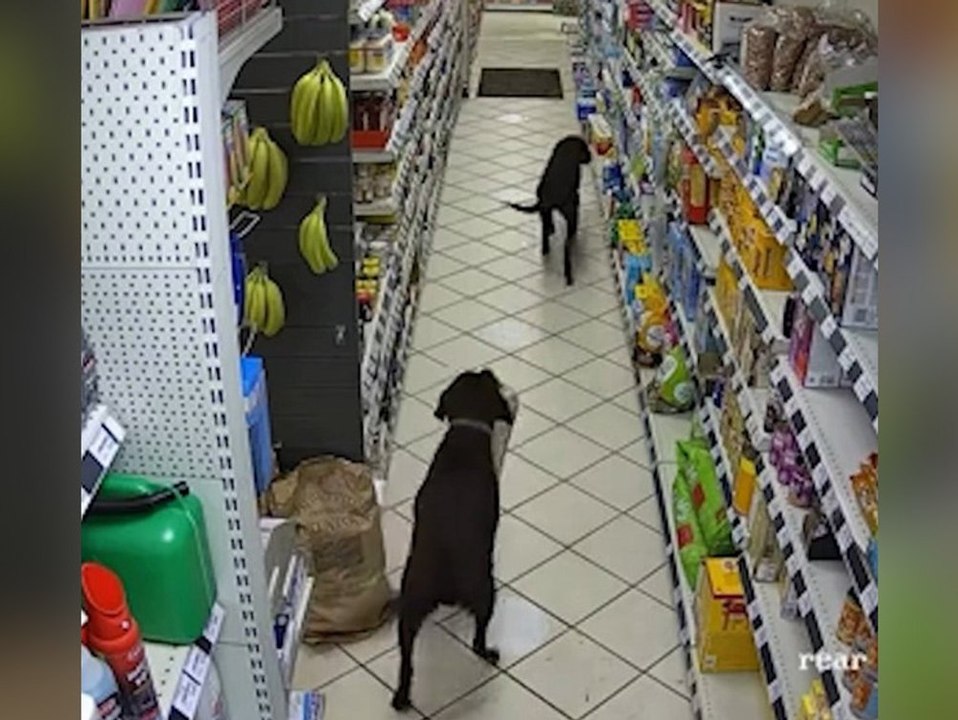 Freche labradore klauen brot aus tankstellenregal