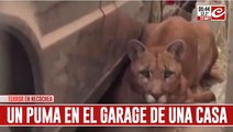 Escuchó ruidos en el garage, se acercó... ¡y se encontró con un puma!