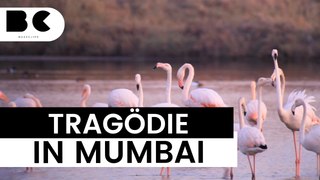 Schockierend: Flugzeug tötet 39 Flamingos