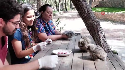 Antalya'da doğada bulunan 3 yavru baykuş koruma altına alındı