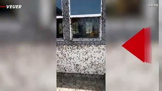 Swarm Overwhelms Nevada Home in Shocking Footage