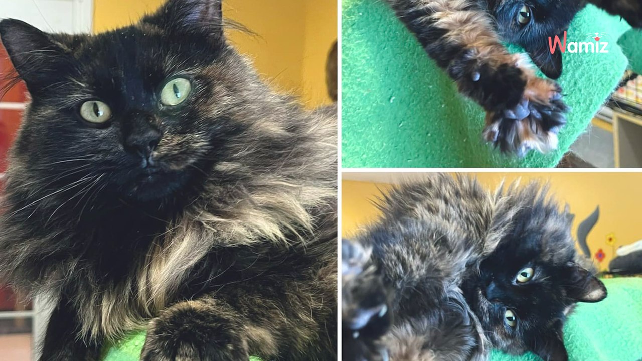 Ce chat fait fuir tous les visiteurs du refuge : 300 jours plus tard, ils organisent la rencontre de sa vie