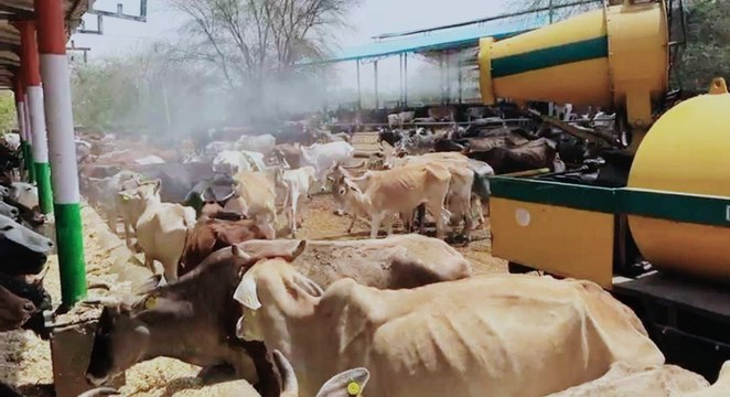 गोवंश को ऐसे मिली गर्मी से राहत देखें वीडियो