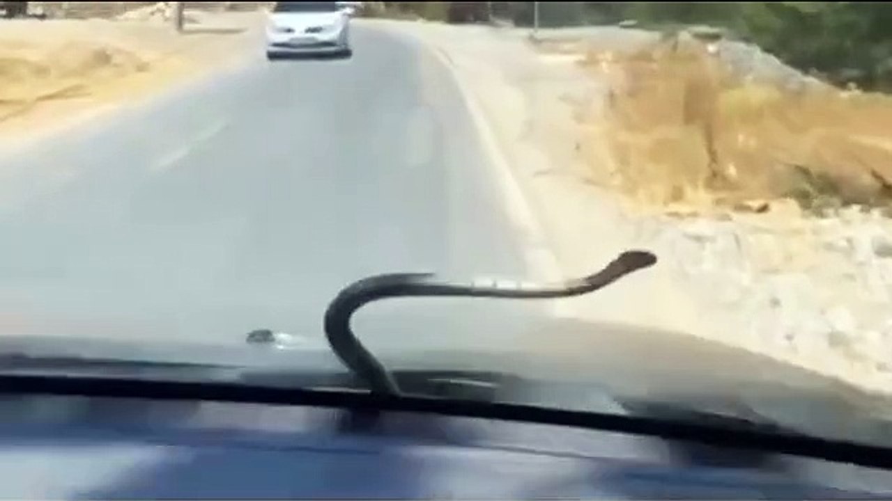 Urfa'da seyir halinde olan aracın ön camında yılan görüldü!