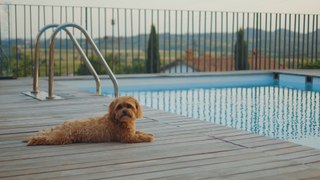 Would you take your pets with you on holiday?