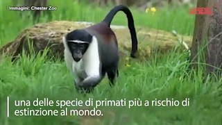 Allo zoo di Chester nel Regno Unito arriva una famiglia di scimmie roloway, rara specie a rischio estinzione