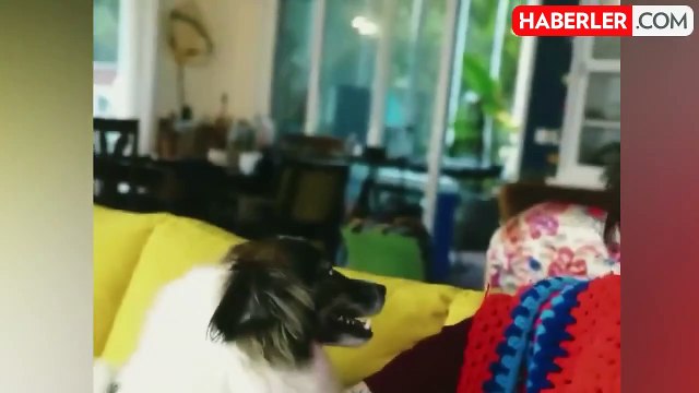 Ceylan Ertem, sokak hayvanlarıyla ilgili yasa tasarısına tepki gösterdi