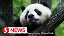 China seeks to build world's largest national park system