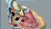 congenital heart defect ( CHD ) || जन्मजात हृदय रोग के लक्षण || जन्मजात हृदय रोग के प्रकार