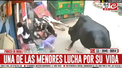 Vacas se pelearon en la vía pública y aplastaron a una adolescente