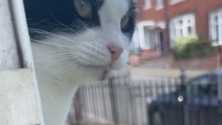 Man has hilarious encounter with his cat's 'Birdy' surprise at the window!