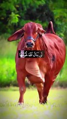 Recitation of Quran in a very sweet voice #shortfeed 2024#lovelysound #viralvideo