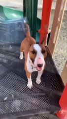 面白いおバカな犬