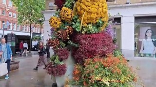 Tour of the grand floral displays in the 2024 Chelsea in Bloom show