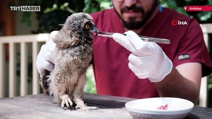 Terk edilmiş 3 baykuş yavrusunu özenle beslediler
