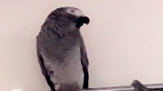 Foul-mouthed African Grey Parrot refuses to quit her hilarious swearing saga!