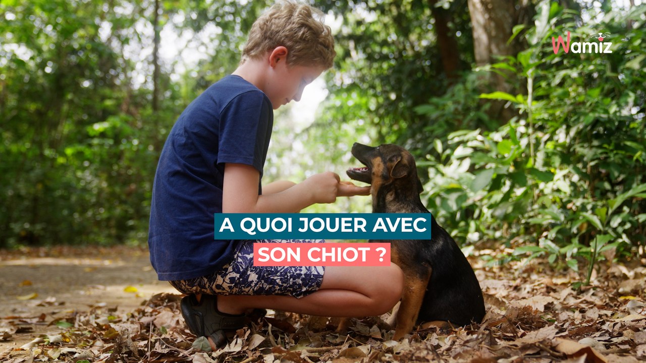 A quoi jouer avec son chiot : découvrez 6 jeux que votre toutou va adorer !
