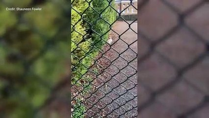 Dog owner apologises after pet steals 100 balls