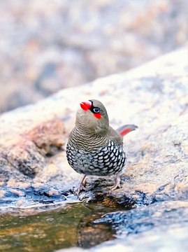 Cute Birds | Funny Birds | Wildlife | Bird | Entertainment | Pets | Birds Singing | Birds Scraping | Funny Videos | Beautiful Birds | Shorts