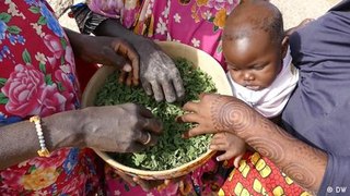 Growing hope with native plants in Niger